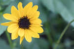 Cucumberleaf sunflower